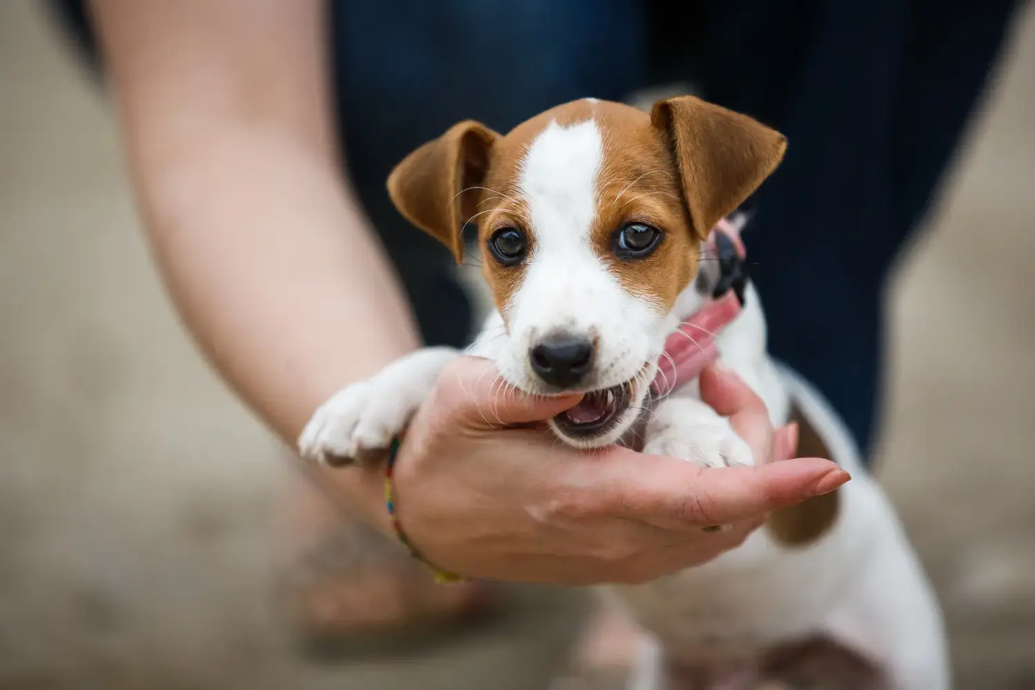 Dog fashion bad breath teething